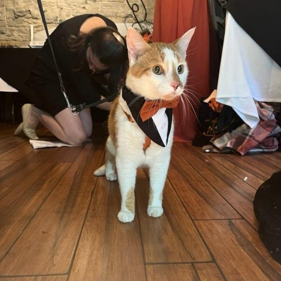 Cat suit - Picture 3 of 3